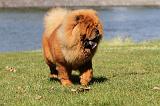 CHOW CHOW 395